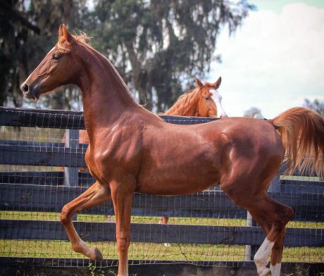 NMotion Equestrian » Horse Categories » Sale Horses