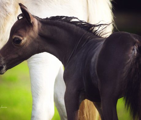 Pearl Jam x Silver Señorita Filly thumbnail picture