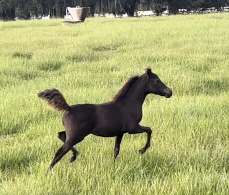 2022 Rain x Babe Filly thumbnail picture