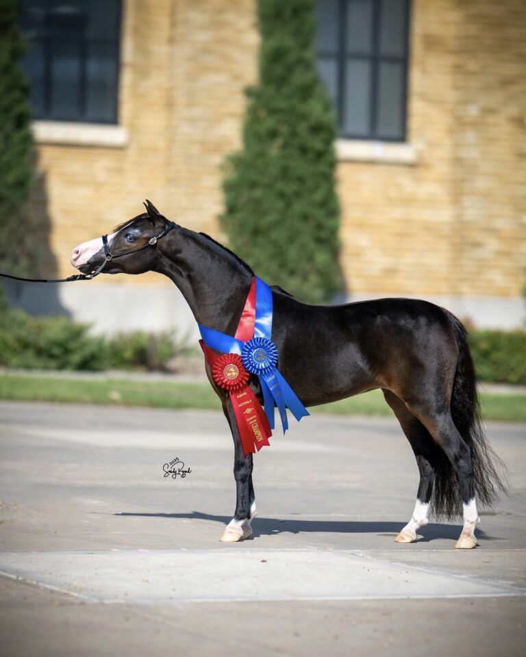 NMotion Majic Empress thumbnail picture