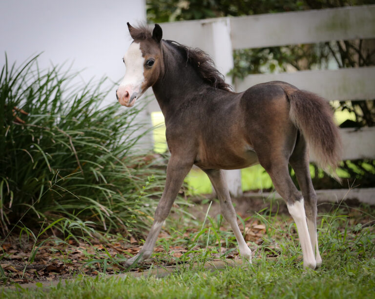 Mare Management thumbnail picture